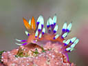 Flabellina exoptata