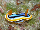 Chromodoris magnifica