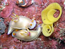 Hypselodoris bullocki