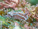 Glossodoris hikuerensis