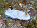 Goniobranchus rufomaculata