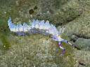 Pteraeolidia ianthina