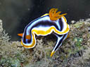 Chromodoris magnifica