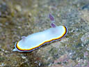 Chromodoris preciosa