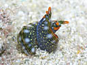 Thuridilla splendens