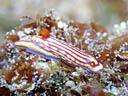 Hypselodoris whitei