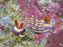 Hypselodoris whitei