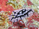 Phyllidia elegans