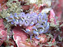 Phyllodesmium macphersonae