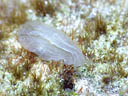 Phyllaplysia lafonti