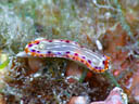 Goniobranchus decora