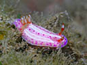 Pectenodoris aurora