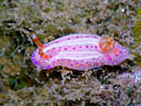 Pectenodoris aurora