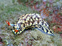 Hypselodoris infucata