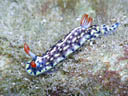 Hypselodoris infucata