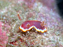 Goniobranchus sp. 2