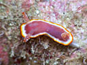 Goniobranchus sp. 2