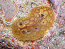 Sclerodoris sp. 1