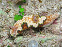 Glossodoris cincta