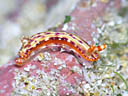 Hypselodoris maculosa