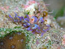 Phyllodesmium macphersonae