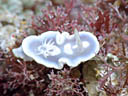 Glossodoris pallida