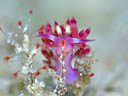 Flabellina rubrolineata