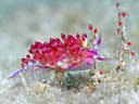 Flabellina rubrolineata