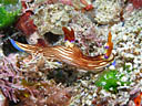 Nembrotha lineolata