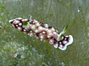 Goniobranchus geometrica