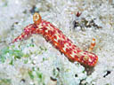 Hypselodoris maculosa