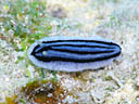 Phyllidiopsis striata