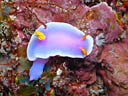 Hypselodoris apolegma