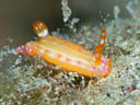 Hypselodoris sp. 1