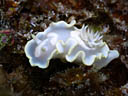 Glossodoris pallida