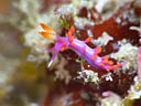 Flabellina rubropurpurata