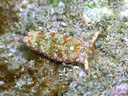 Plakobranchus ocellatus