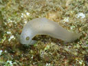 Gymnodoris sp. 7