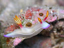 Hypselodoris bullocki