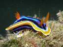 Chromodoris sp. 2