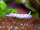 Hypselodoris bertschi