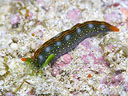 Thuridilla splendens