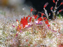 Flabellina rubrolineata