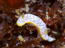 Chromodoris aspersa