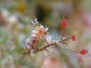 Cratena sp. cf. affinis