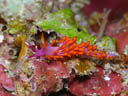 Flabellina rubropurpurata