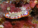 Goniobranchus decora