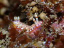 Hypselodoris maculosa