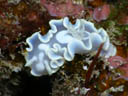 Glossodoris pallida