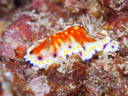 Goniobranchus collingwoodi